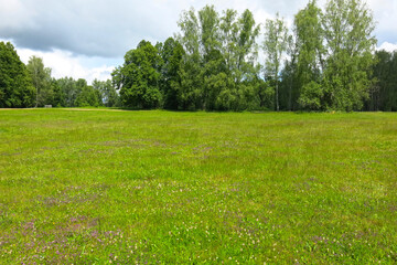 Obraz premium summer field in sunny weather with trees in the distance