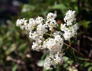 white flowers of Ligustrum Vulgarecbush at spring