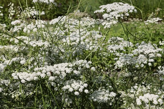 white flowers  of Pimpinella Anisum plants in spring