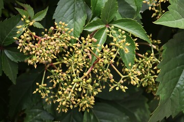 small,yellow flowers of Parthenocissus quinquefolia wild plant close up