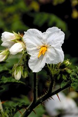 white flowers of Solanum Sisymriifolium plant-Solanaceae Family