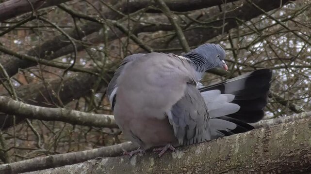 Wood Pigeon (Columba palumbus) Preening In a Tree