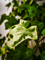 Macro shot of ivy leaves in bright and dark green. The structure and details of the foliage are clearly visible.