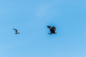 Bird of prey, black kite, flying in the blue sky with a caught fish in its claws