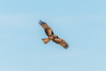 The bird of prey Black Kite flying in blue Sky