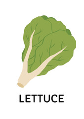 Fresh green lettuce with a pale stem isolated on white background