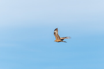 The bird of prey Black Kite flying in blue Sky