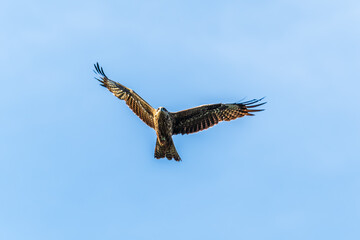 The bird of prey Black Kite flying in blue Sky