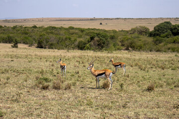 safari africa group of animals eating grass