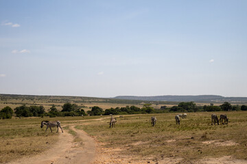 safari africa group of animals eating grass