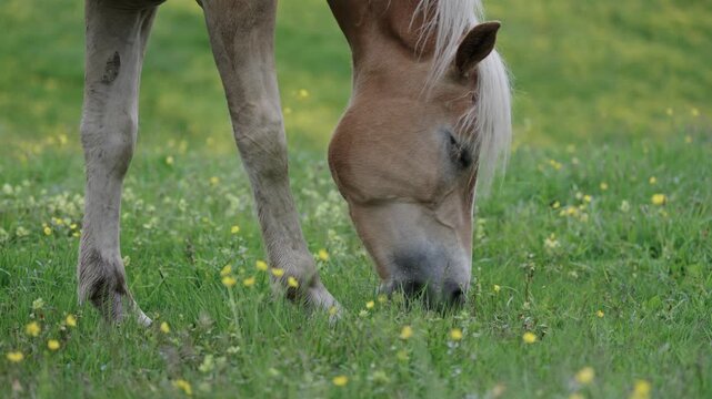 Haflinger Pferd in S&uuml;dtirol Italien auf einer blumigen Weide Var. 2