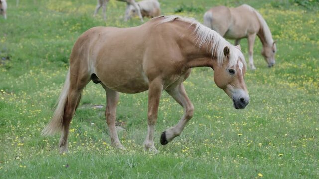 Haflinger Pferde als Herde in S&uuml;dtirol Italien auf einer blumigen Weide Var. 1