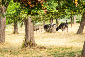 A serene group of cows peacefully grazes under fruit trees in a sun-drenched orchard, capturing the essence of rural life and sustainable agriculture. Perfect for themes of nature, farms.