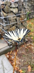 Scarce swallowtail butterfly (Iphiclides podalirius) perched on branch with wings open and closed, detailed macro shot