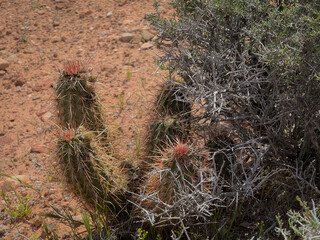 cactus in desert