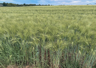 Green wheat close up with warm spring summer. Wheat field detail. Agricultural field. Wheat background