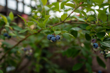 Fresh blueberries growing on a bush in a sunny garden during summer harvesting season