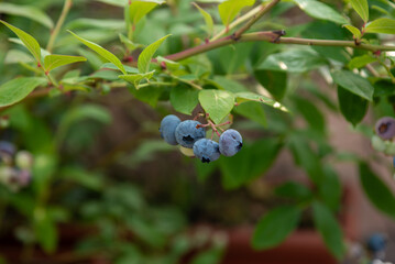 Fresh blueberries growing on a bush in a sunny garden during summer harvesting season