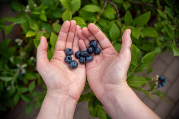 Hands filled with ripe blueberries are showcased against a backdrop of lush green blueberry plants, indicating a successful harvest in a home garden.