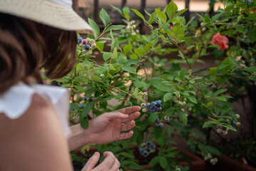 A woman picks ripe blueberries from a bush in a garden filled with greenery. She enjoys the warm afternoon sun while collecting fresh fruits in summer.
