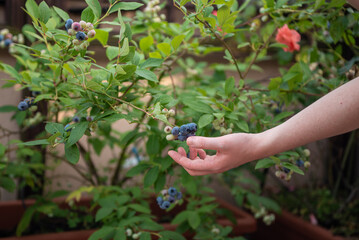 A woman picks ripe blueberries from a bush in a garden filled with greenery. She enjoys the warm afternoon sun while collecting fresh fruits in summer.