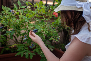A woman picks ripe blueberries from a bush in a garden filled with greenery. She enjoys the warm afternoon sun while collecting fresh fruits in summer.