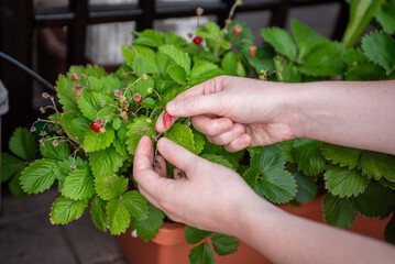A person gently picks ripe strawberries from lush green leaves in a potted garden. The sunlight highlights the freshness of the fruit and foliage during summer.