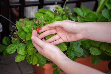 A person gently picks ripe strawberries from lush green leaves in a potted garden. The sunlight highlights the freshness of the fruit and foliage during summer.