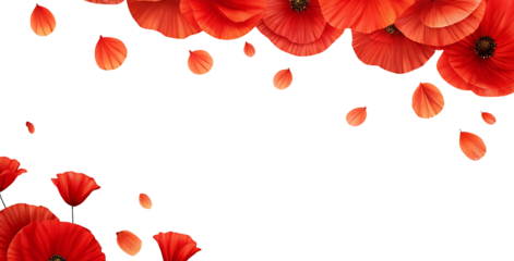 Vibrant red poppy flowers and petals gracefully falling in a decorative corner design isolated on transparent background