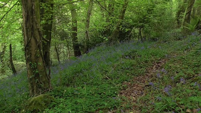 Common Bluebells (Hyacinthoides non-scripta) Growing in a British Woodland in Spring With Birdsong in the Background
