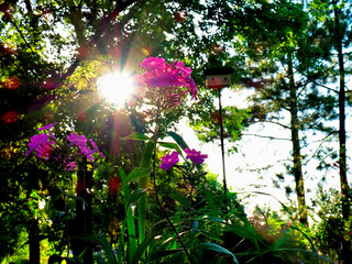 Close Up Of Pink Phlox Plant With Sunlight Peering Thru Trees_1011123