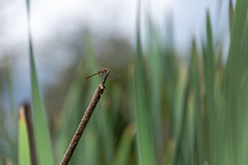A brown hawker dragonfly on a bulrush reed. Copy space.