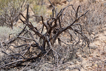 Dry shrub in Los Derriscaderos terrain