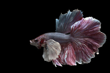 The beauty of a fighting betta fish