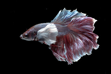 The beauty of a fighting betta fish