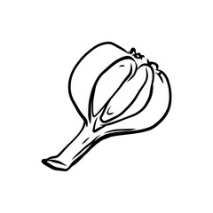 Hand drawn vector illustration of isolated line art garlic on white background, outline vegetable icons for your design, menu, mockup, educational coloring book for children, food ingredient