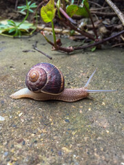 Close-Up of a Garden Snail Crawling on a Wet Surface