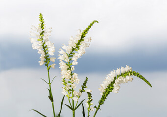 Fototapeta premium many beautiful physostegia flowers against the blue sky