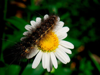Saltmarsh Caterpillar On A Daisy_1011132 
