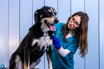 Veterinarian examining dog with stethoscope in clinic
