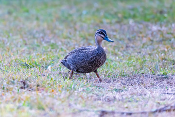 Photograph of a brown wild duck taking a casual walk in the sunshine in the front garden of a residential house in the Blue Mountains in NSW, Australia.