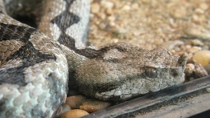 Horned Viper or Long-nosed Viper snake. Vipera ammodytes snake in a natural terrarium. Vipera ammodytes species from the Europe, Balkans, and the Middle East.