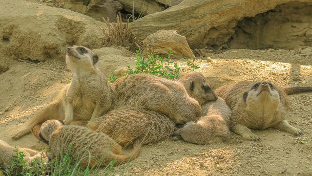 close up on a mob of meerkats or suricates sleeping together. Suricata suricatta species from the Herpestidae family, Suricata genus. Living in Botswana, Namibia, Angola, and South Africa.
