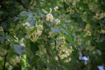 tree branches with flowering linden