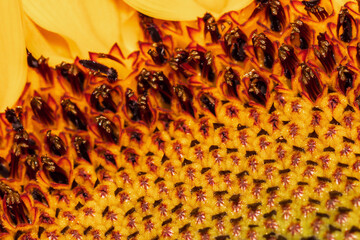 part of a beautiful sunflower flower