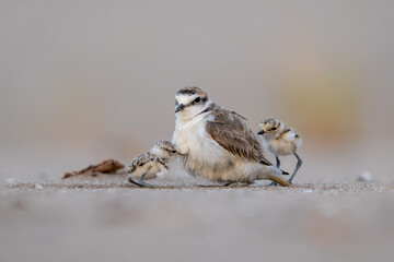 Kentish Plover, Charadrius alexandrinus, Mediterranean beach, Spain © alba1988