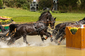 Kutschsport im Wasser