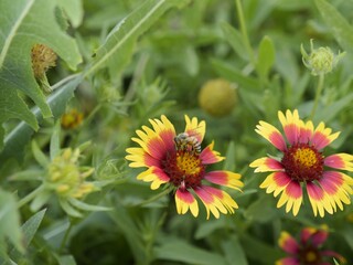 Vibrant flowers with a bee collecting nectar