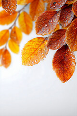 Autumn leaves with water droplets sparkling in natural light