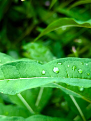 Close-up of fresh raindrops delicately resting on vibrant green leaves, revealing the intricate textures of nature after rainfall in a tropical forest, bathed in soft, natural light.